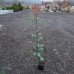 Červienka Fraserova (Photinia × fraseri) ´MCLARLOU LOUISE´® - výška 90-120 cm, kont. C2L
